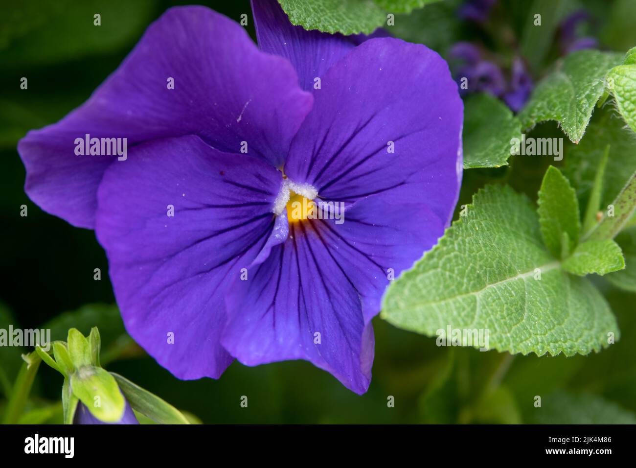 close up of beautiful summer flowering purple Pansies (Viola tricolor var. hortensis) Stock Photo