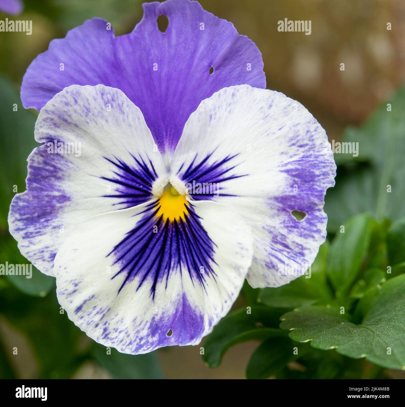 close up of beautiful summer flowering blue and white Pansies (Viola tricolor var. hortensis) Stock Photo