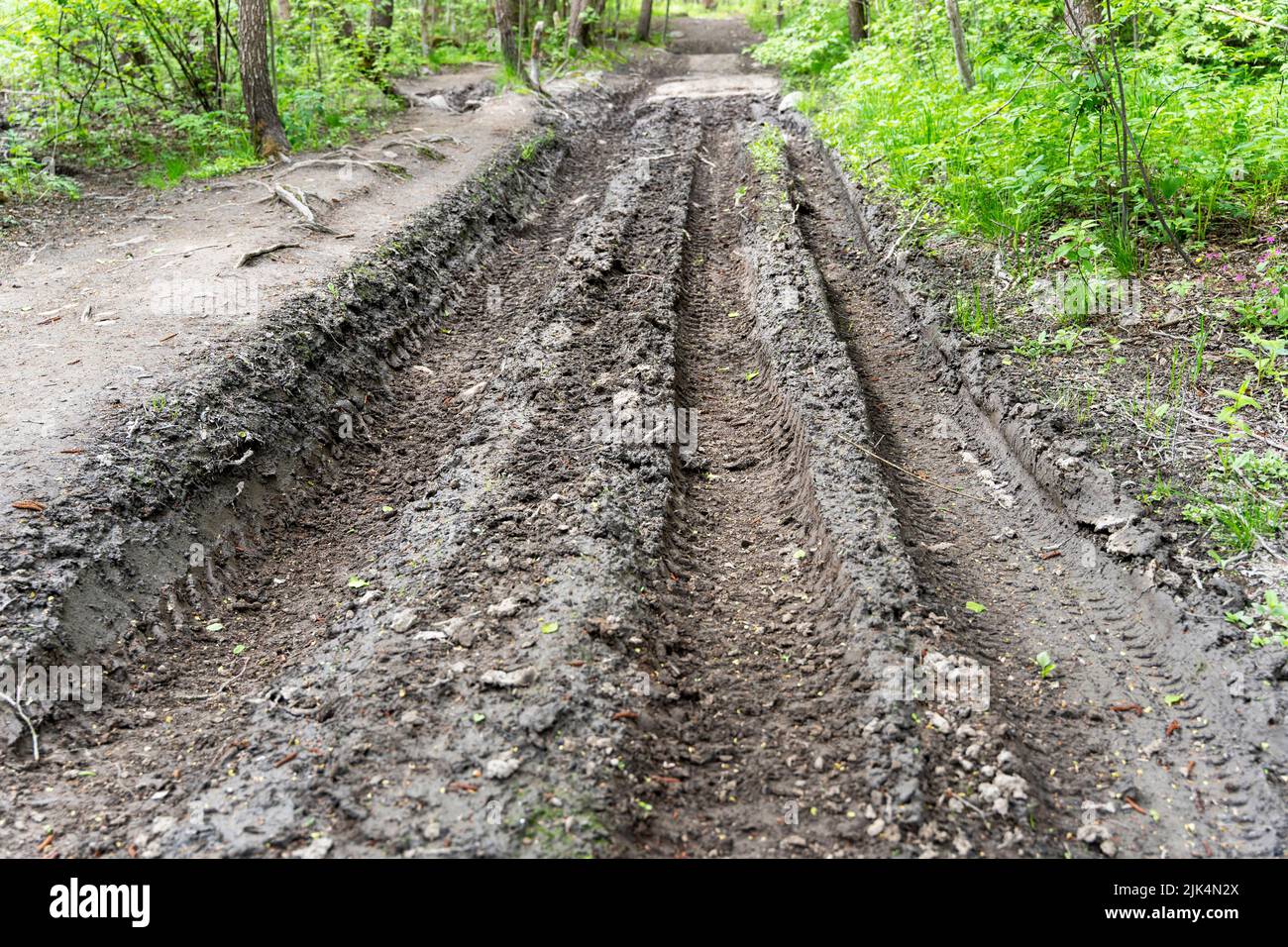 impassable forest road, muddy after rains, with traces of truck tires  Stock Photo