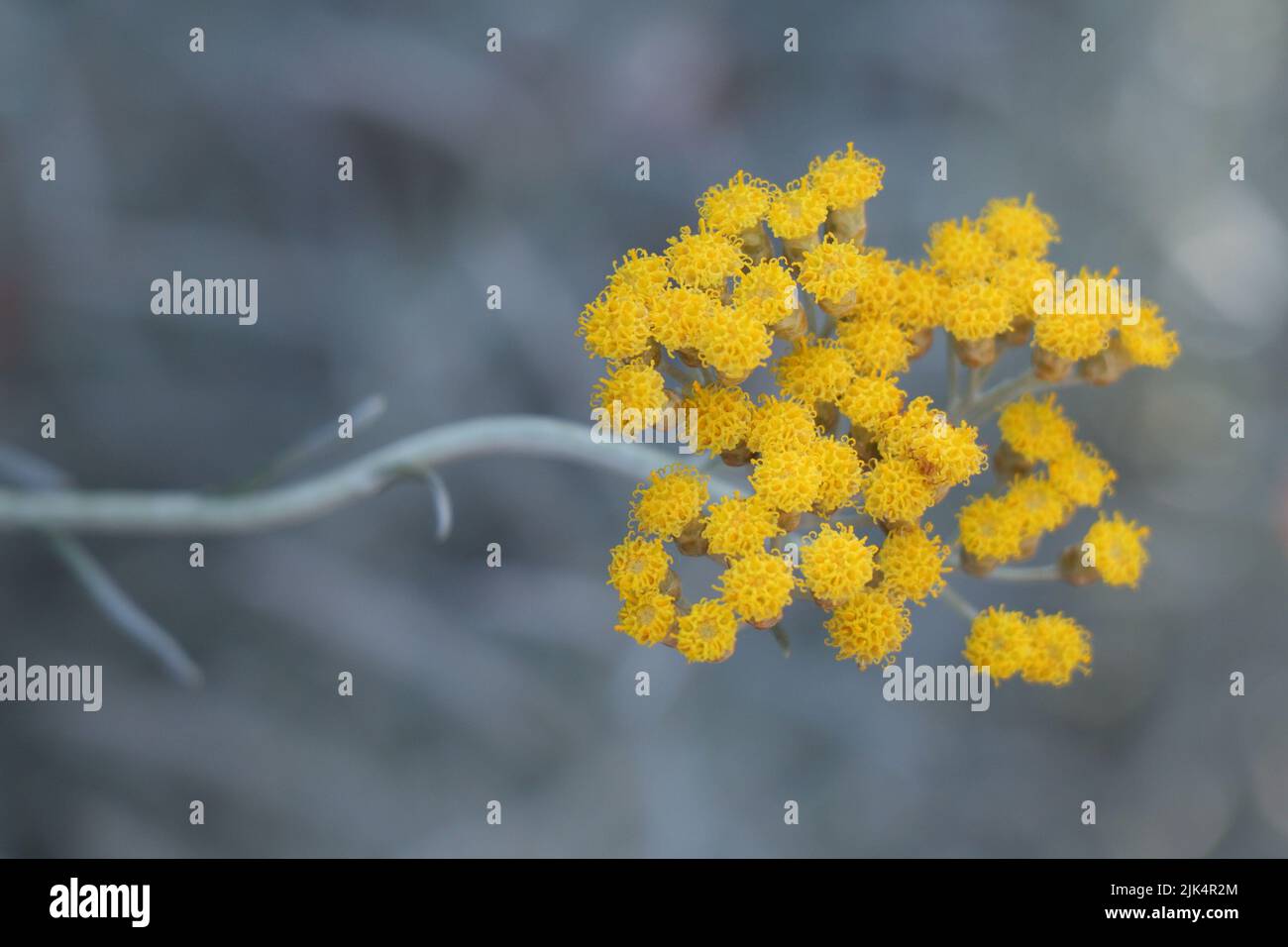Murraya koenigii, Helichrysum italicum or curry plant Stock Photo