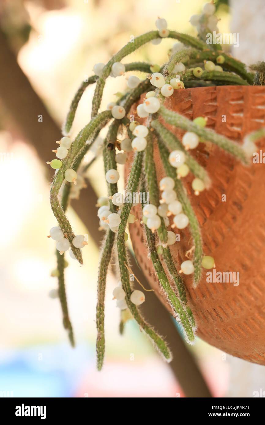 Beautiful Rhipsalis Baccifera Horrida in clay pot hanging on the wall Stock Photo