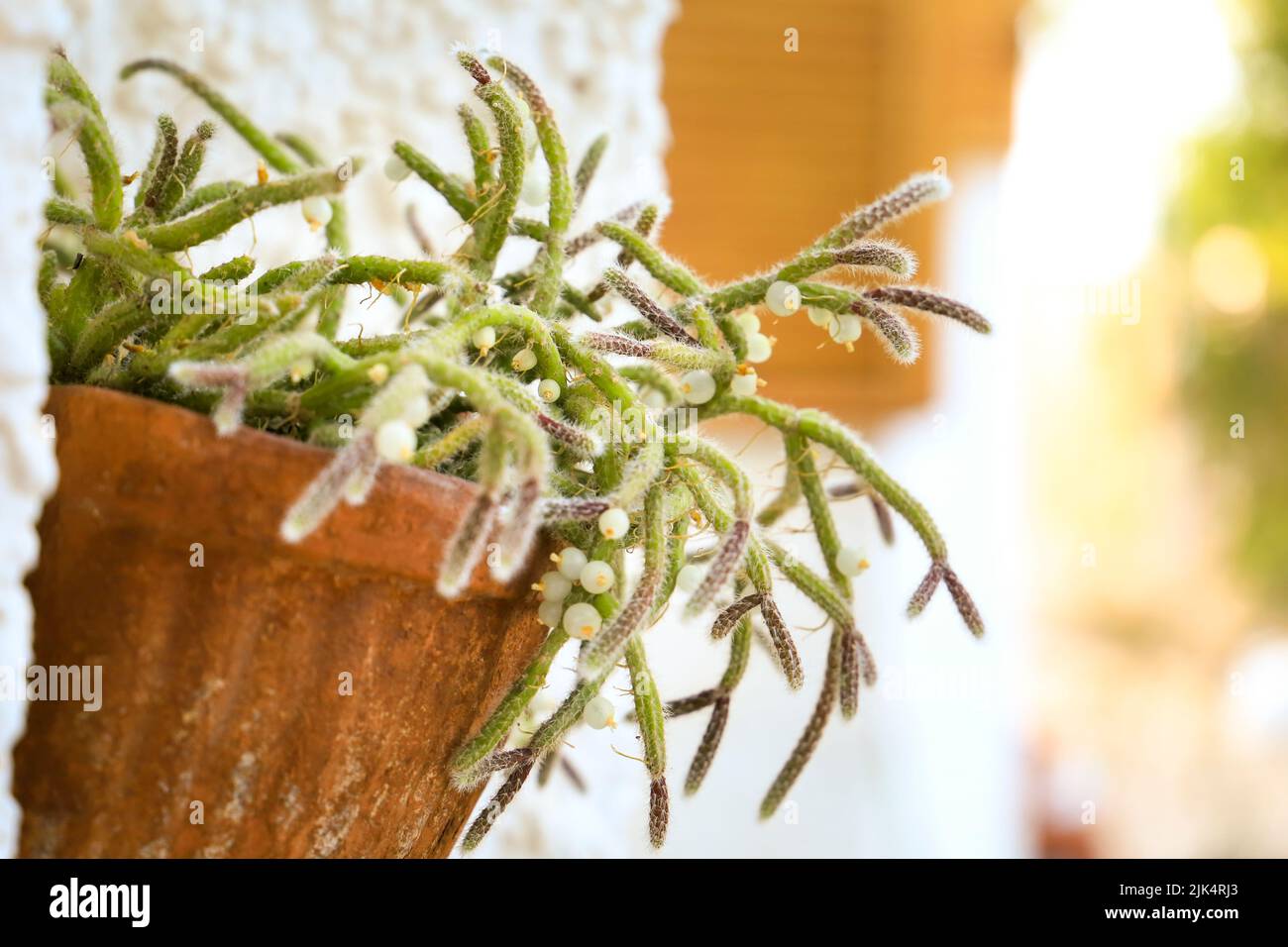 Beautiful Rhipsalis Baccifera Horrida in clay pot hanging on the wall Stock Photo