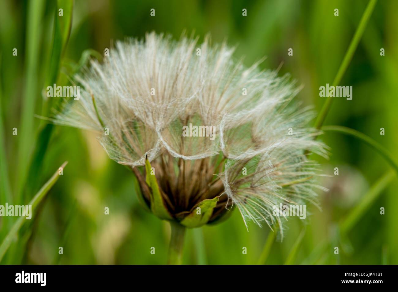 detailed close up of Meadow salsify (Tragopogon pratensis, showy goat's-beard or meadow goat's beard) Stock Photo