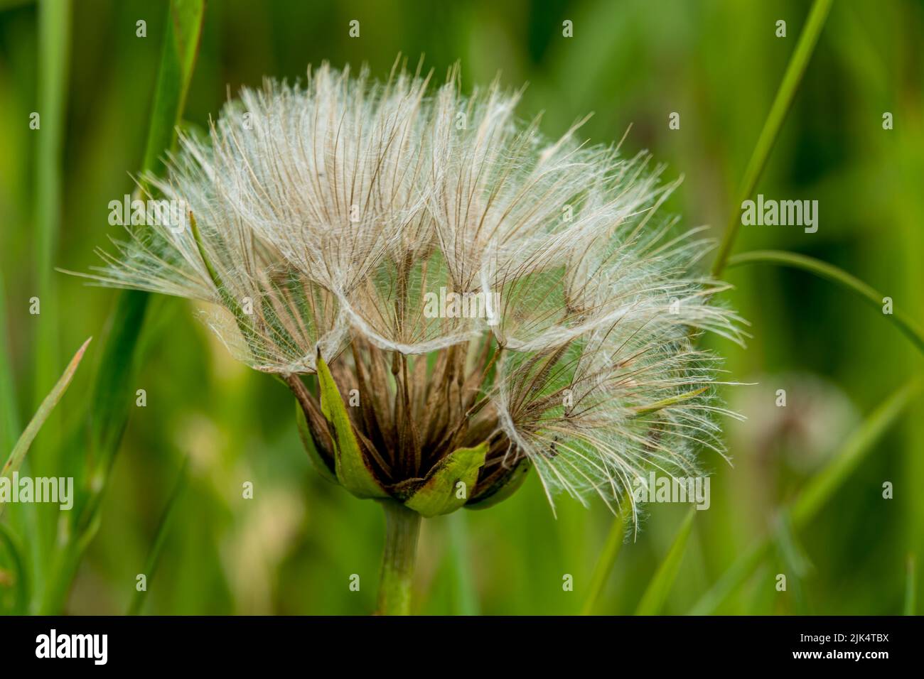 detailed close up of Meadow salsify (Tragopogon pratensis, showy goat's-beard or meadow goat's beard) Stock Photo