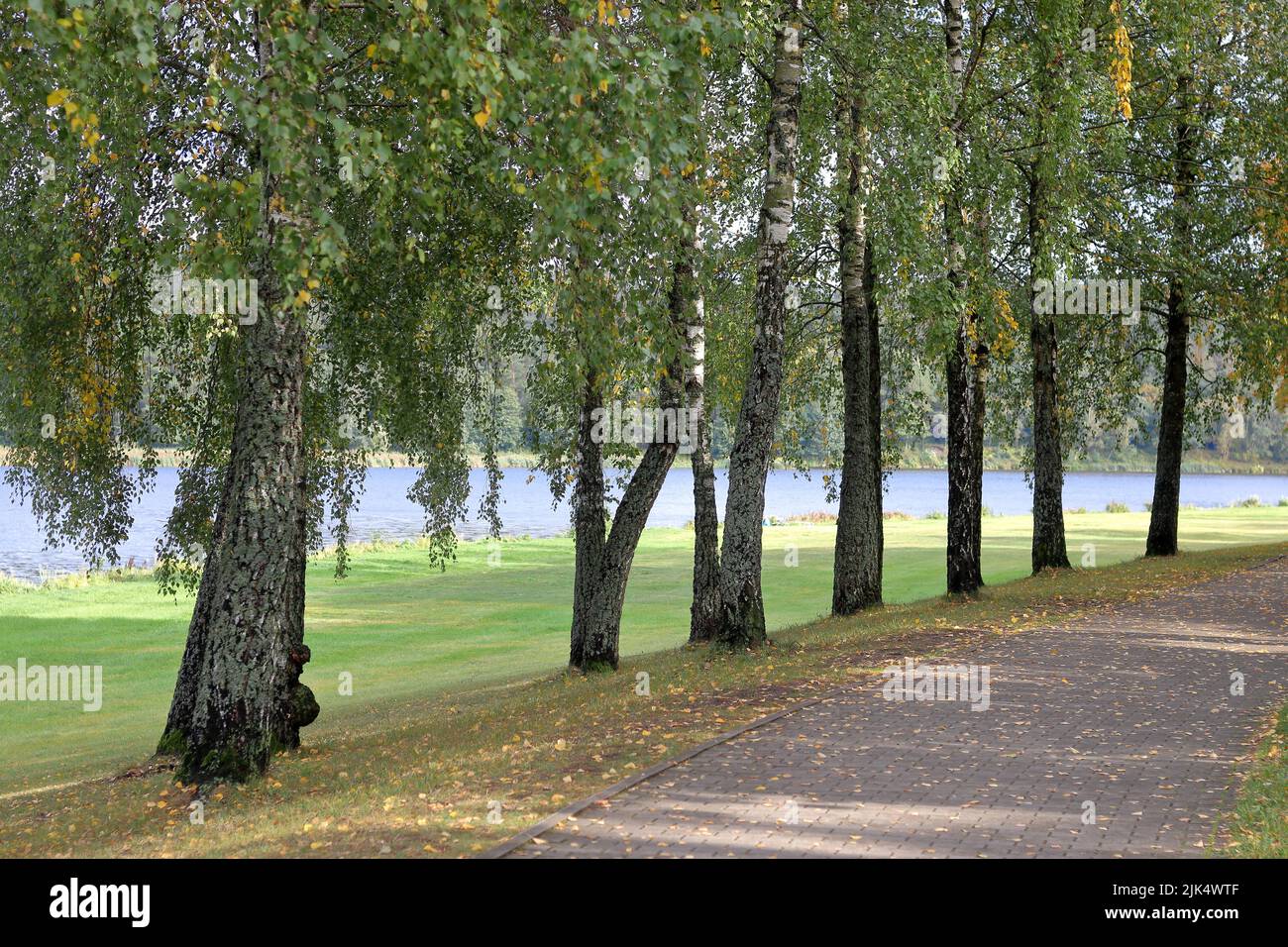 Birch tree alley in the town of Birstonas, Lithuania, near the river Nemunas Stock Photo