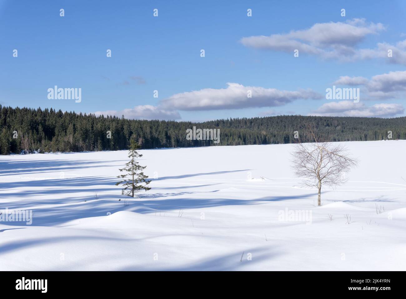 Frozen water reservoir on the Cerna Nisa river by the dam in Bedrrichov, Czech Republic, Europe.In the foreground a lonely birch and spruce tree. Stock Photo