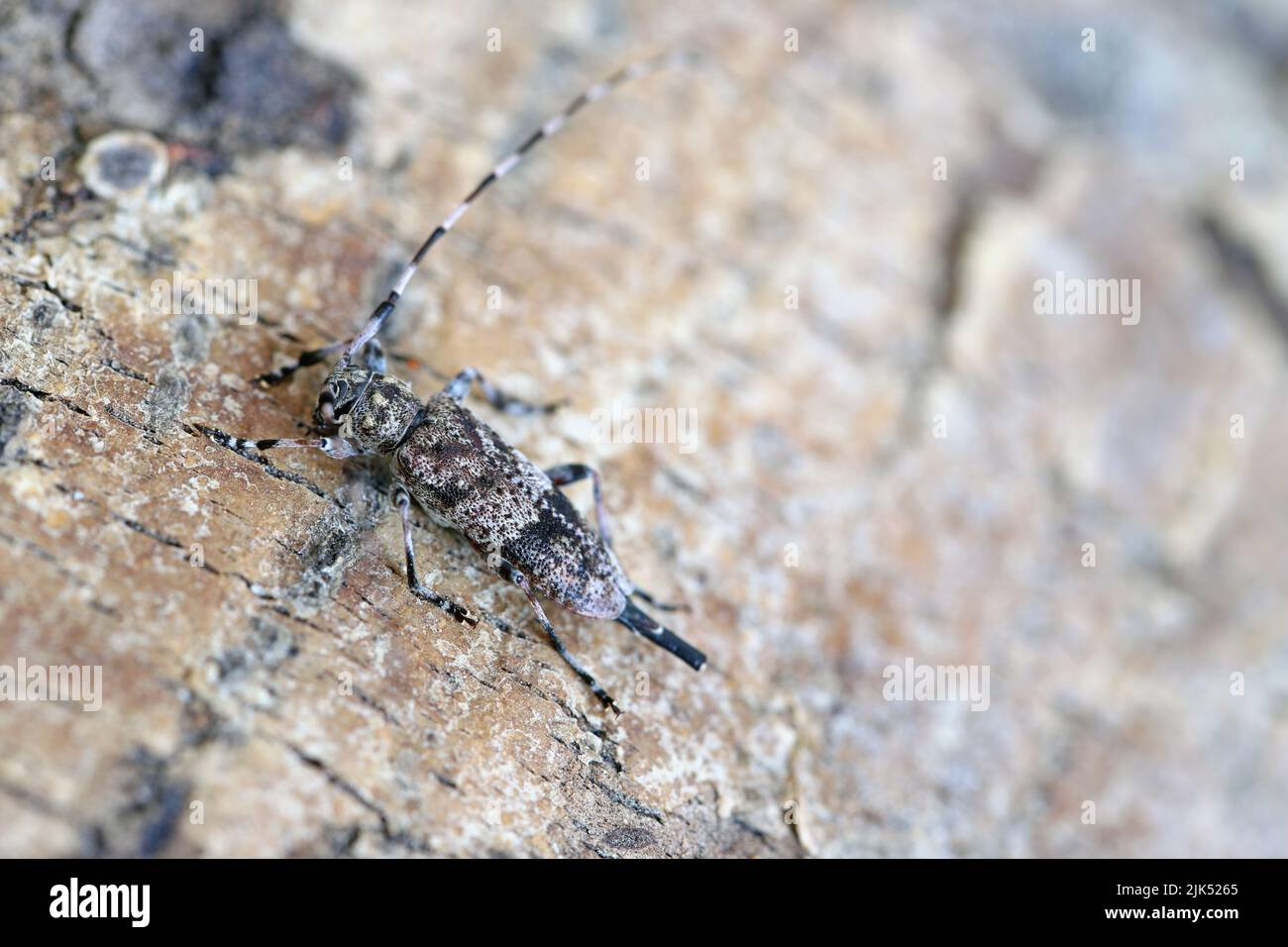 Longhorn beetle, Acanthocinus griseus on bark. Stock Photo