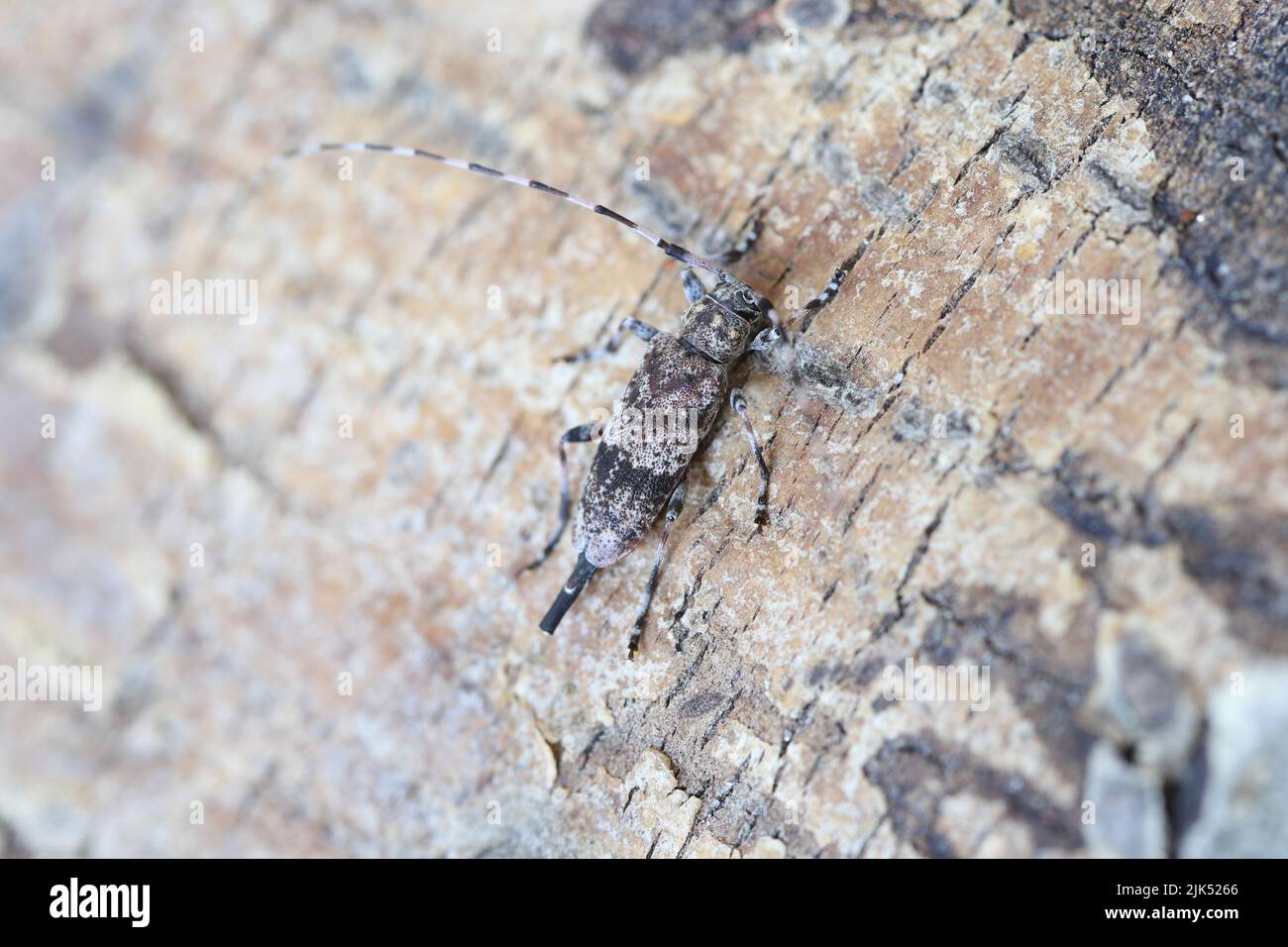 Longhorn beetle, Acanthocinus griseus on bark. Stock Photo