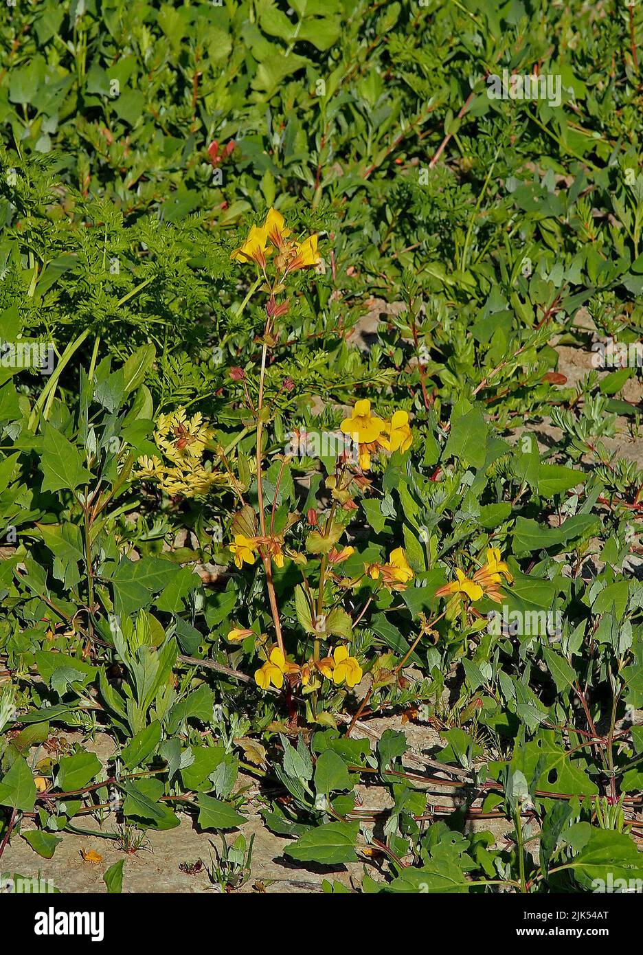 yellow flowers along Alameda Creek, in Union City, California Stock Photo