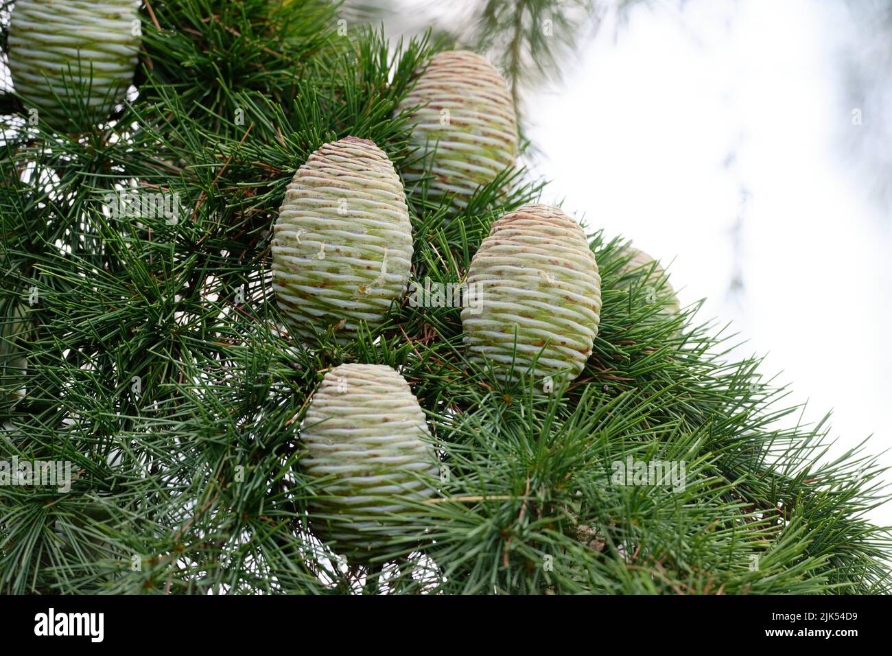 Cedrus deodara several light tree cones of Himalayan cedar Stock Photo