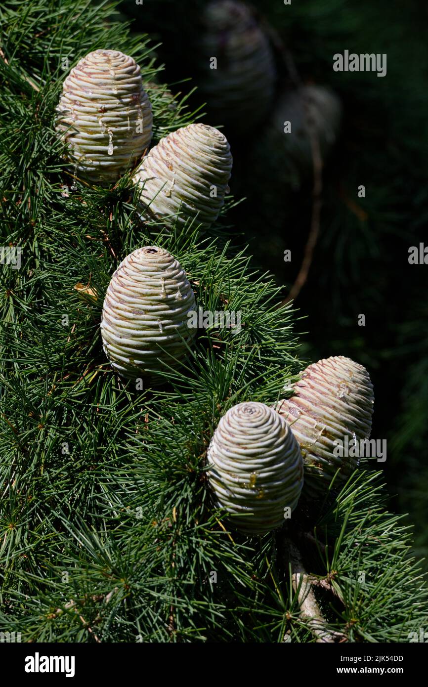 Cedrus deodara several light tree cones of Himalayan cedar Stock Photo