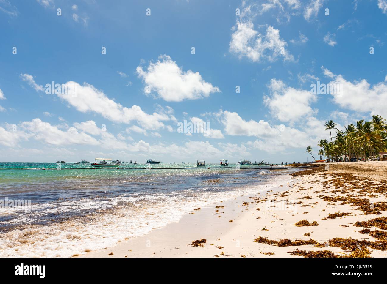 Beach full of sargassum algae. Sargassum seaweeds Caribbean ecological problem. Stock Photo