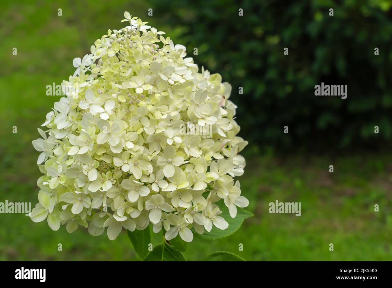 Close up white hydrangea paniculata flower hi-res stock photography and ...
