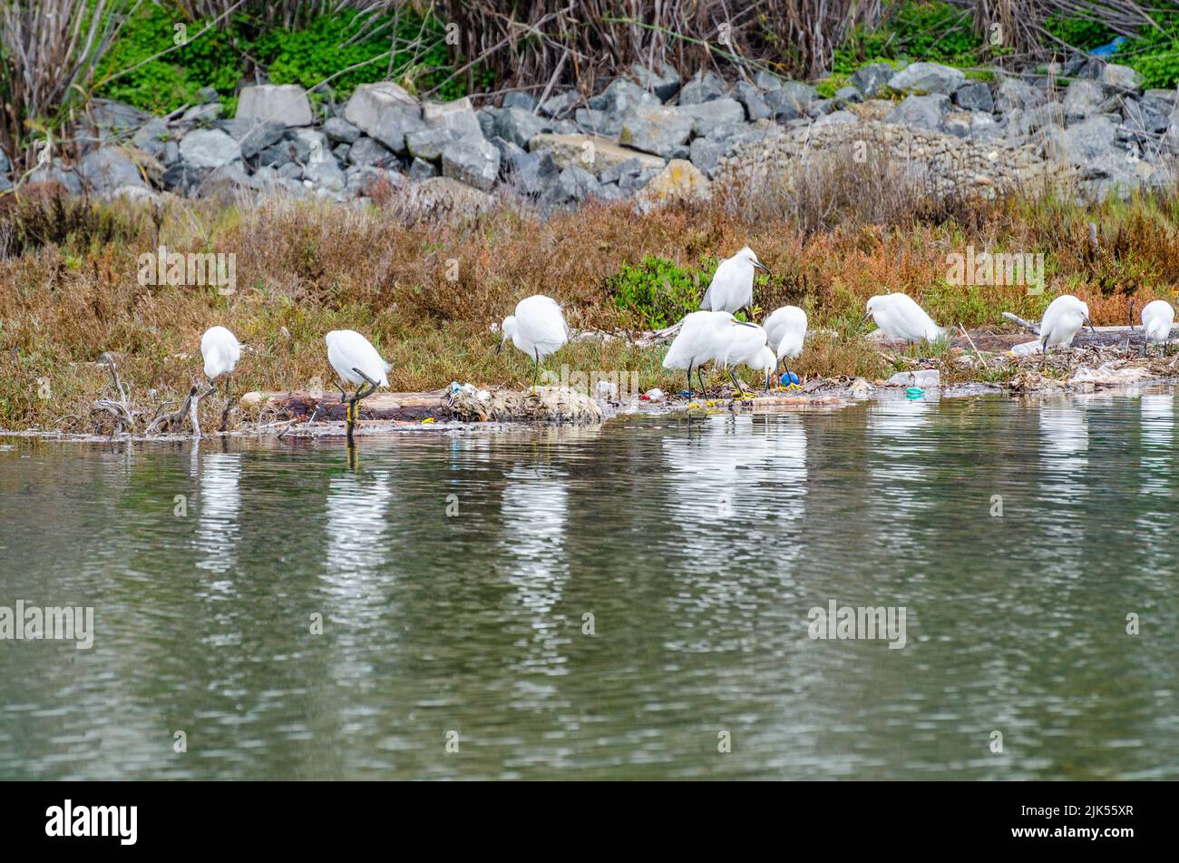 Snowy Egrets forage amongst washed up garbage in the side of the San Francisco Bay in San Leandro California USA Stock Photo