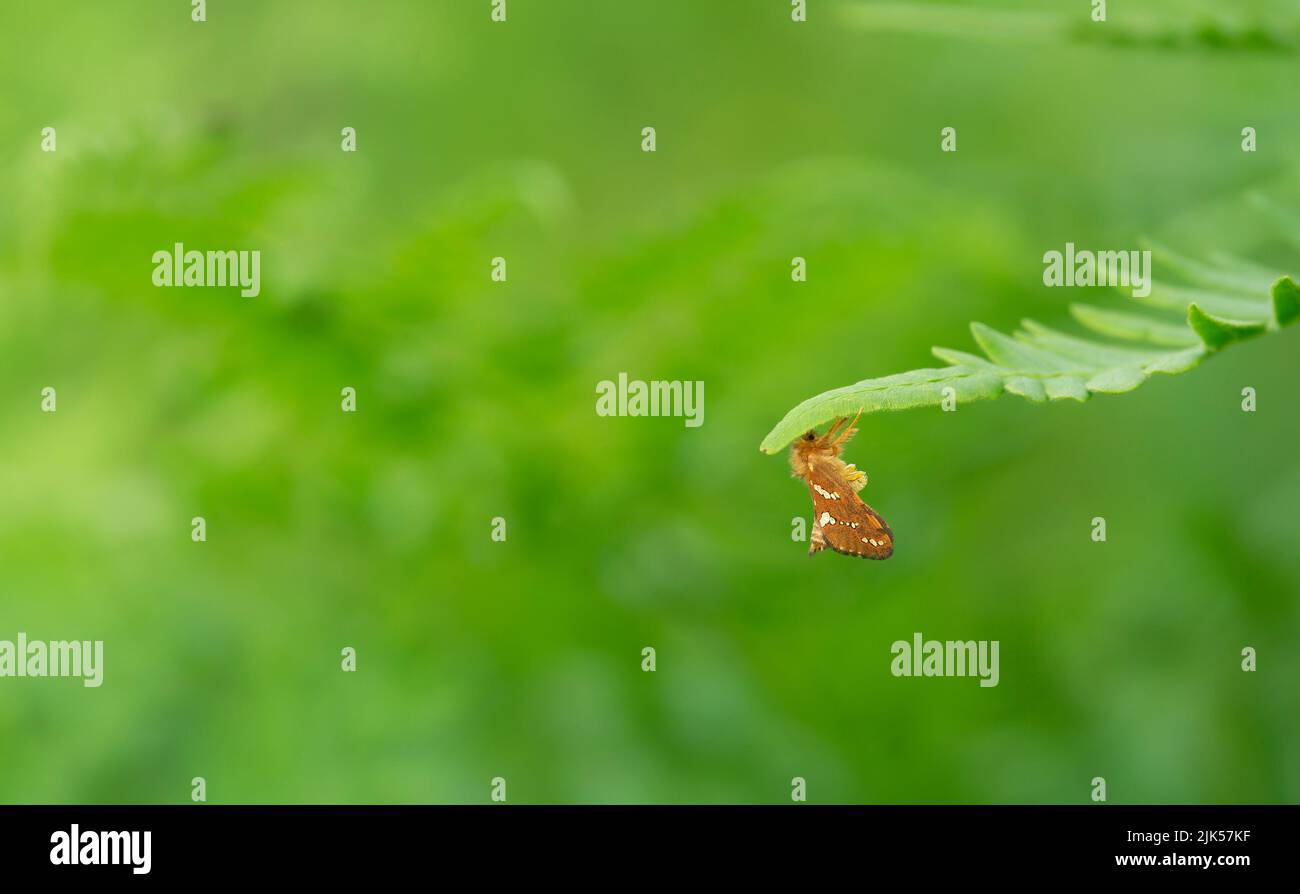 Gold swift, Phymatopus hecta resting on fern with a blurred background Stock Photo