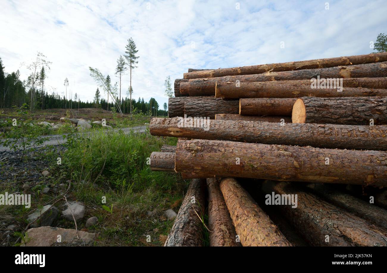 Stack of pine wood after felling, road in the background Stock Photo