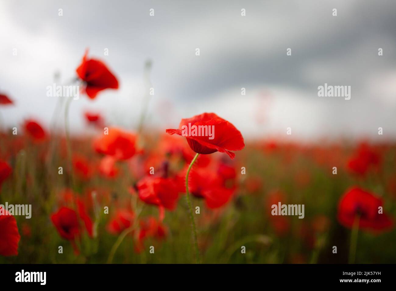wild poppy field with grey rainy sky Stock Photo