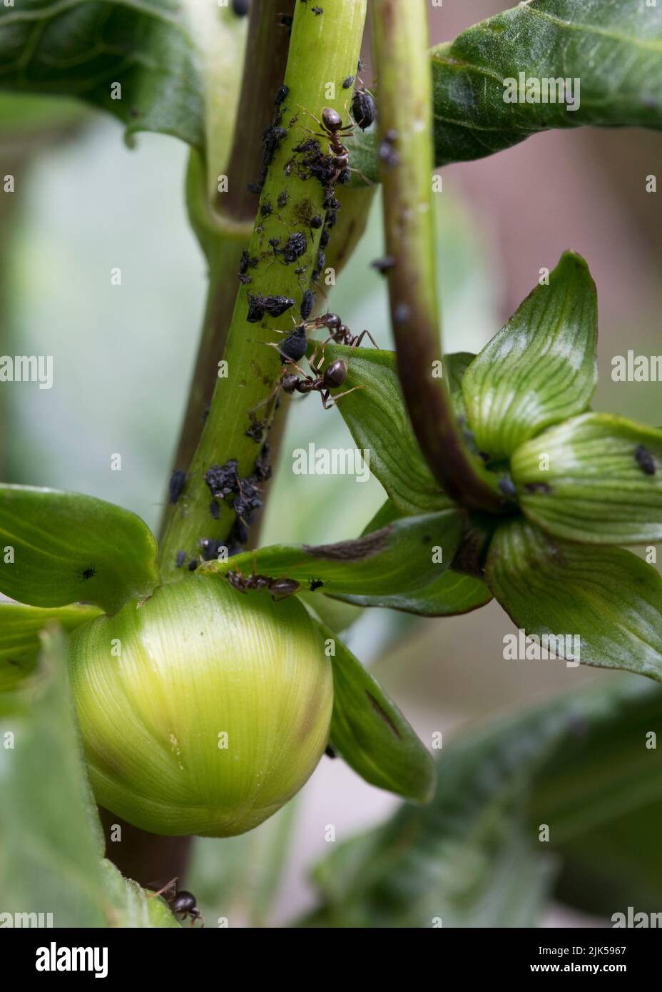 Blackfly (Black bean aphids) and farmer ants on a dahlia plant in early summer, United Kingdom Stock Photo