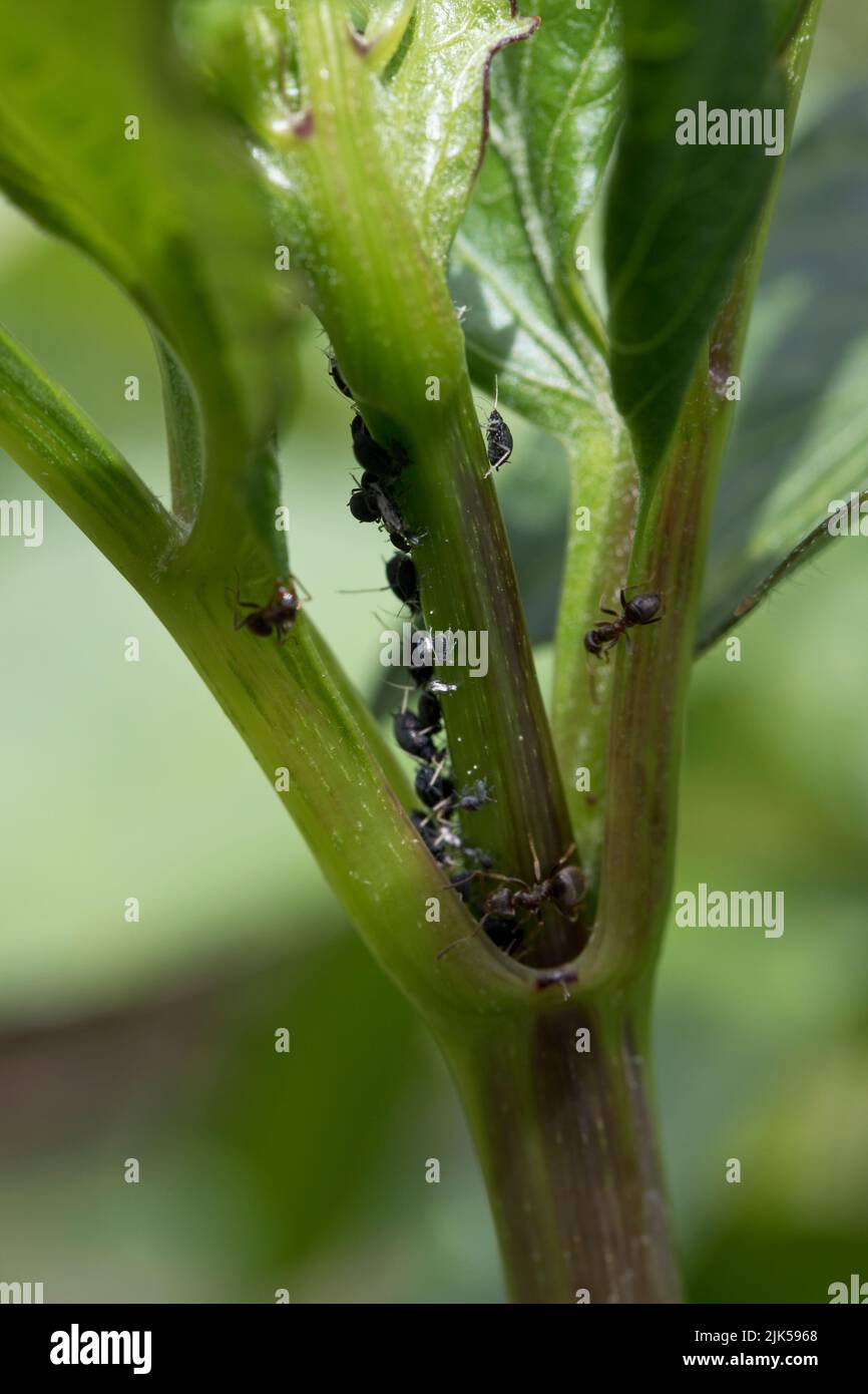 Blackfly (Black bean aphids) and farmer ants on a dahlia plant in early summer, United Kingdom Stock Photo