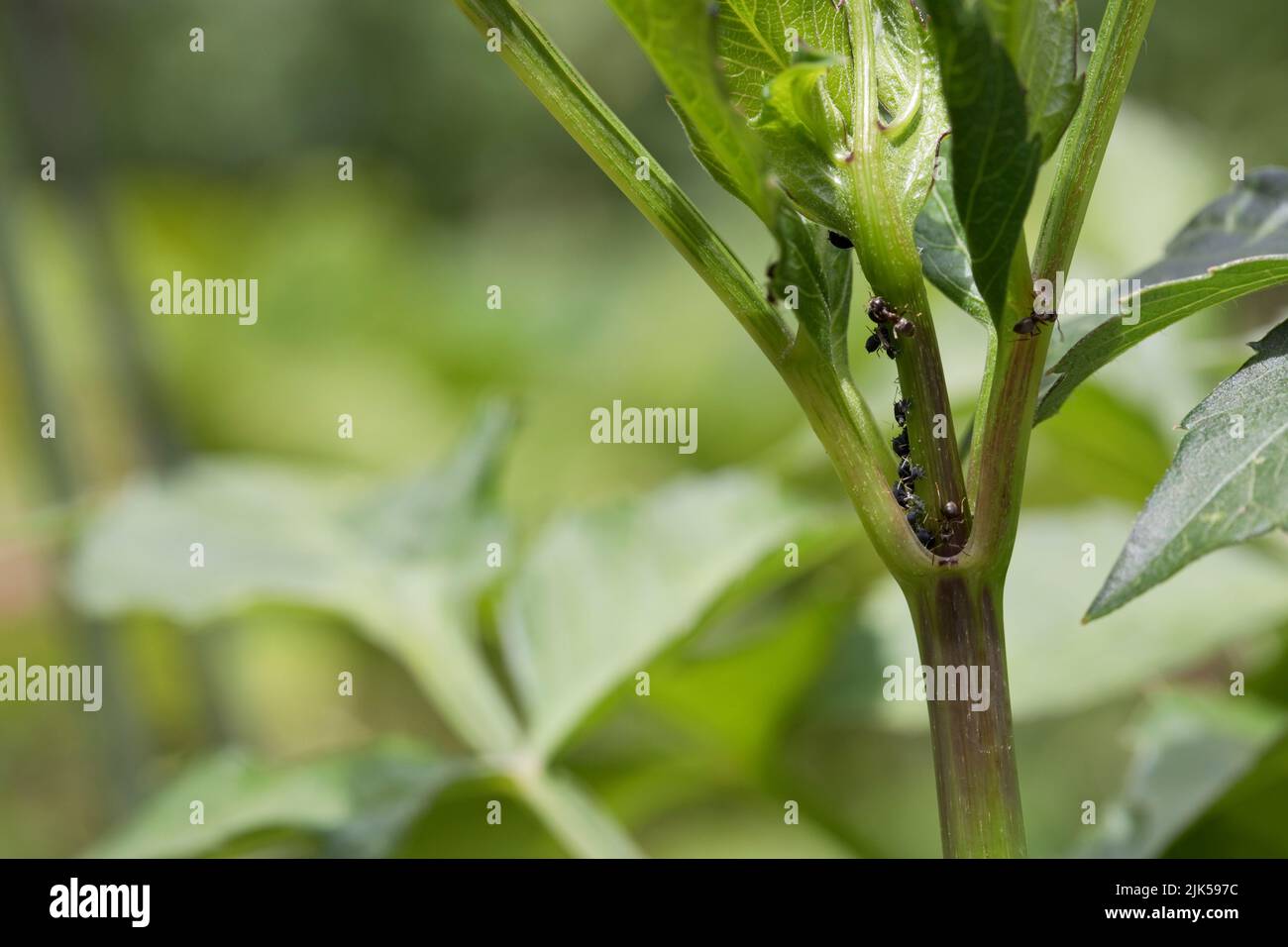 Blackfly (Black bean aphids) and farmer ants on a dahlia plant in early