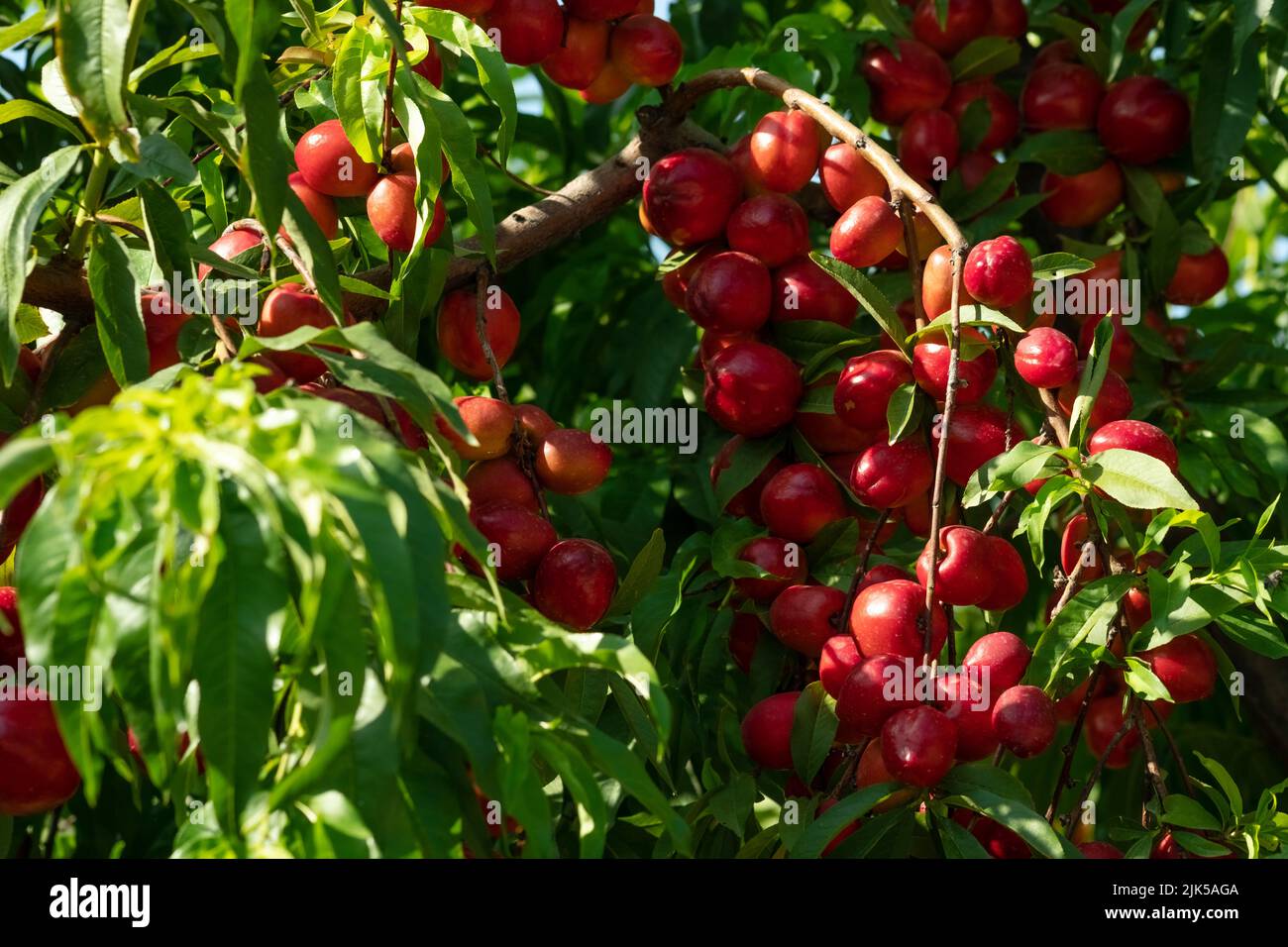Beautiful close up with red fruits of ripe nectarines on the tree Stock