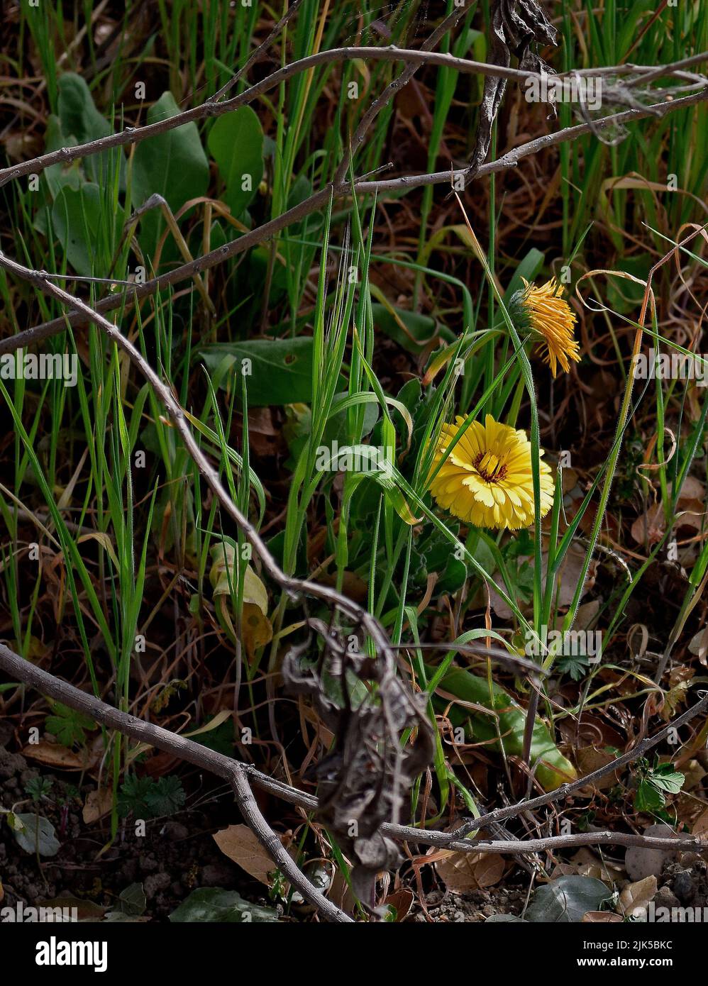 yellow flower in Quarry Lakes Regional Recreation Area,  Fremont, California Stock Photo