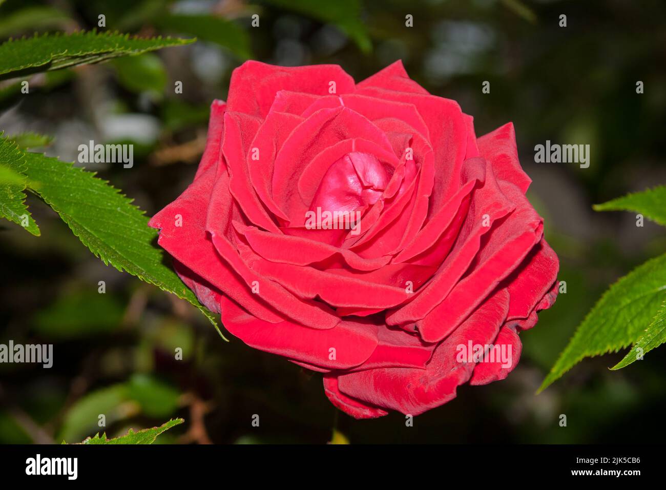 A Look at life in New Zealand: a wonderful Red Rose growing in my ...