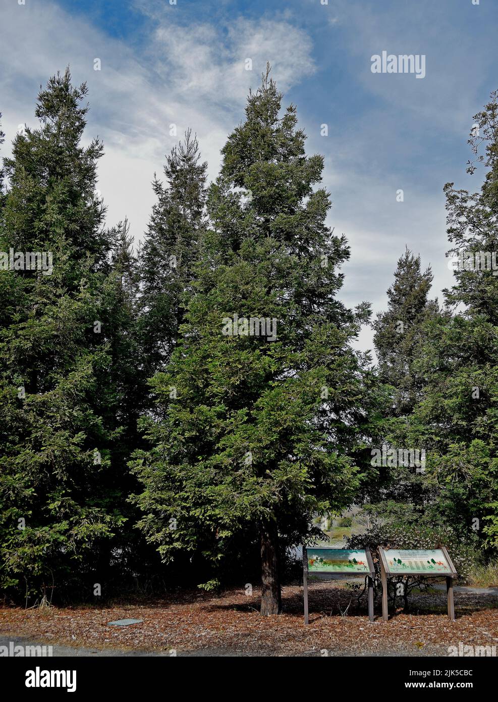 Volunteer Recognition redwood Grove in Quarry Lakes Regional Recreation Area,  Fremont, California Stock Photo