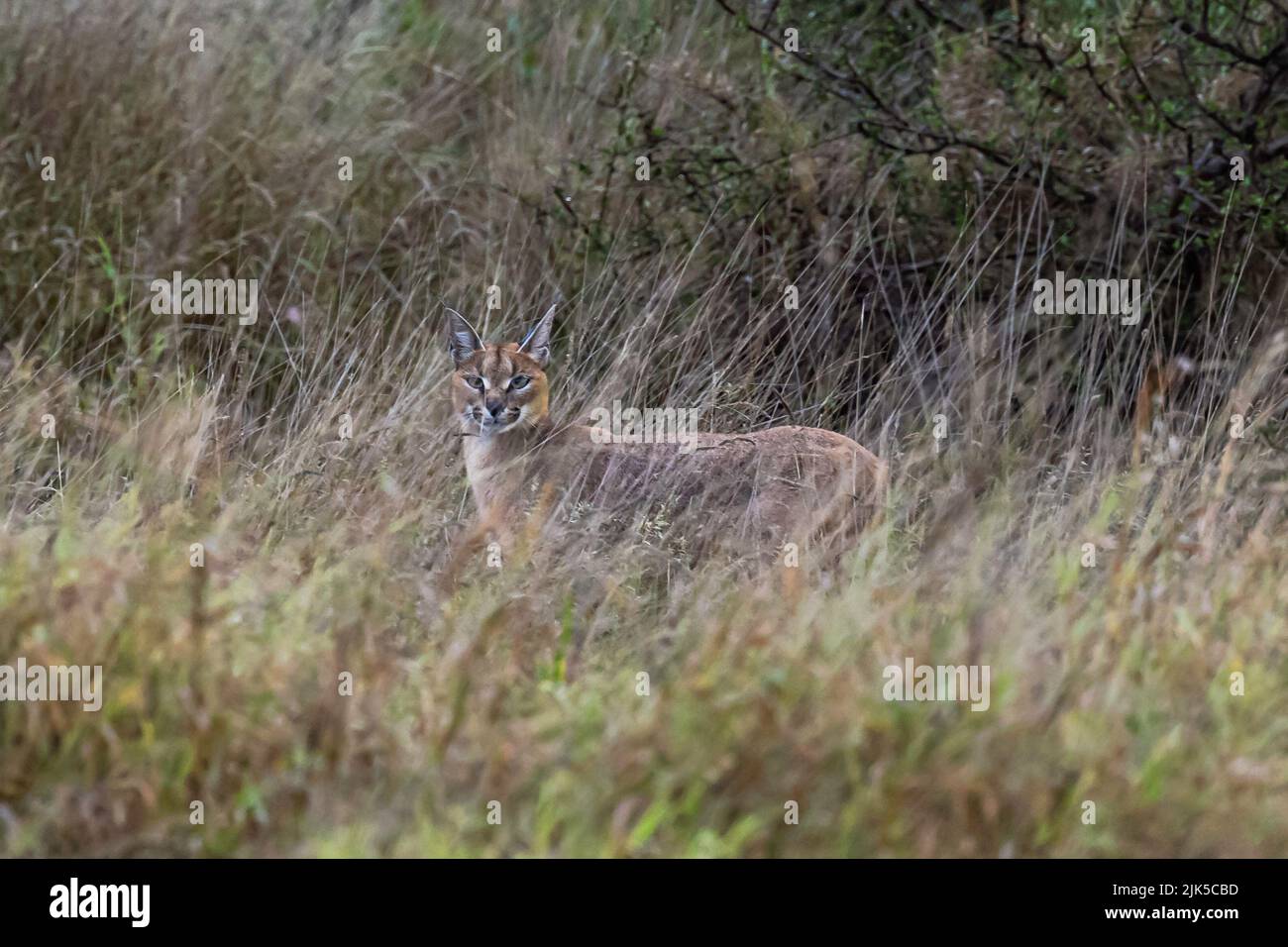 Caracal standing in long grass looking at the camera Stock Photo