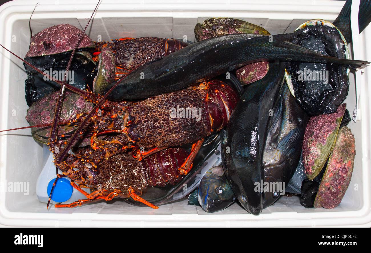 A Look at Life in New Zealand Freshly gathered abalone (aka Paua
