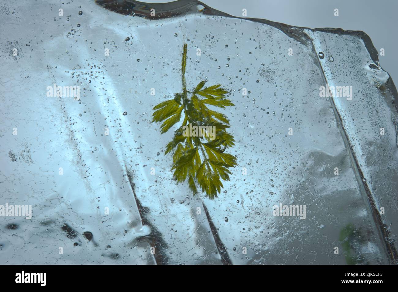 Cleaning out the fridge hires stock photography and images Alamy