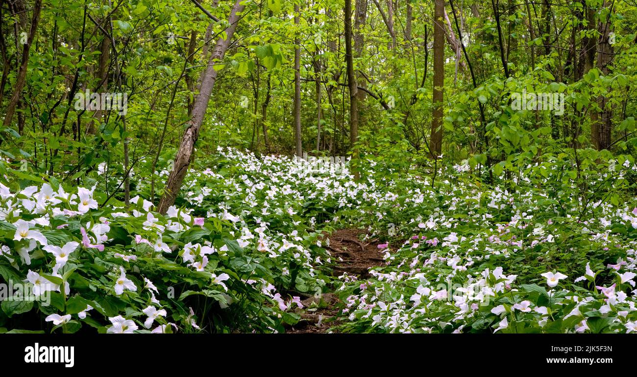 White Trilliums cover the forest floor Stock Photo