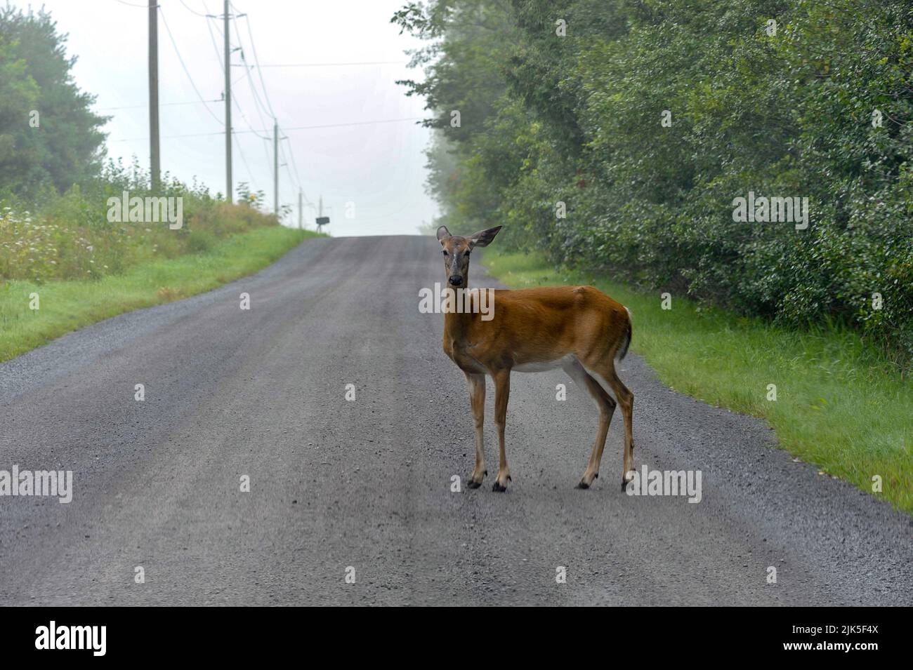 white tail deer stand on dirt country road and looks right at you Stock