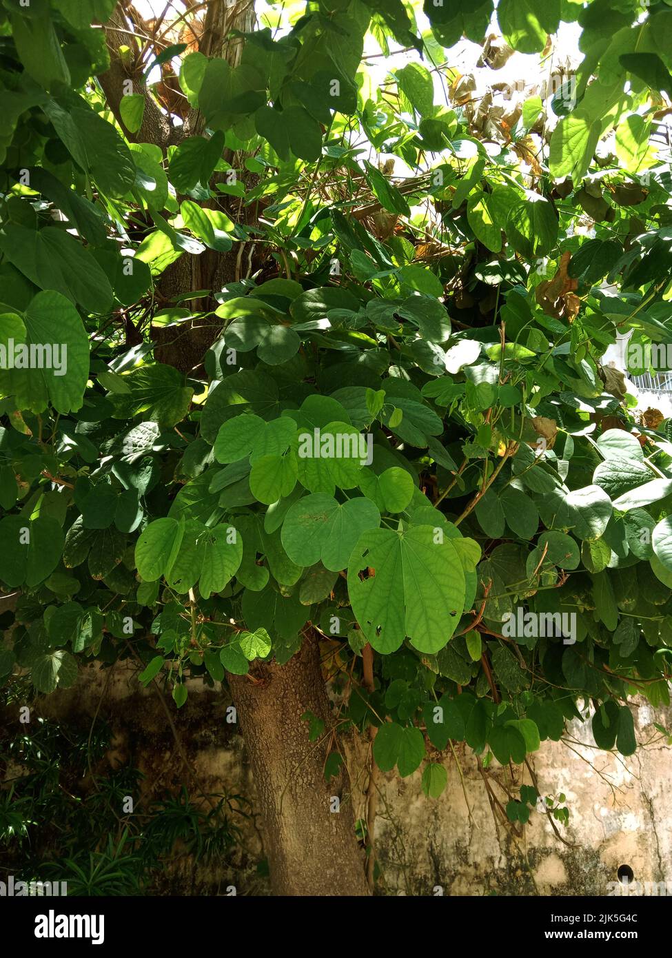 apta leaf or Bidi Leaf  or Bauhinia racemosa Tree background Stock Photo