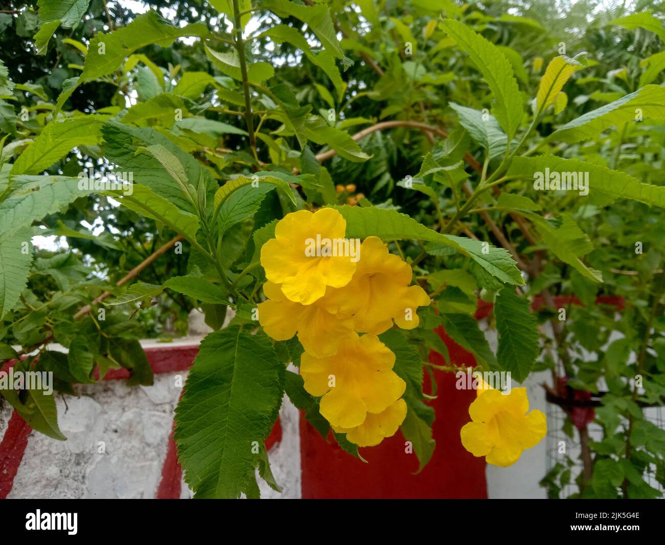 bright yellow color Tecoma stans or piliya flower and leaves bush plant Stock Photo
