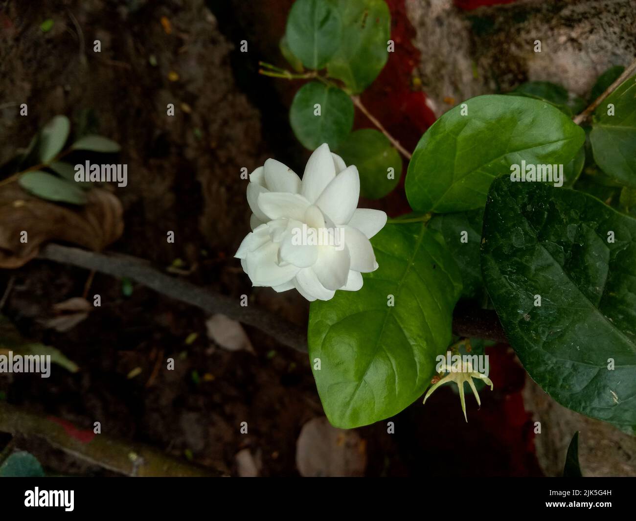 Jasminum sambac or mogra or Arabian jasmine flower and leaves Stock
