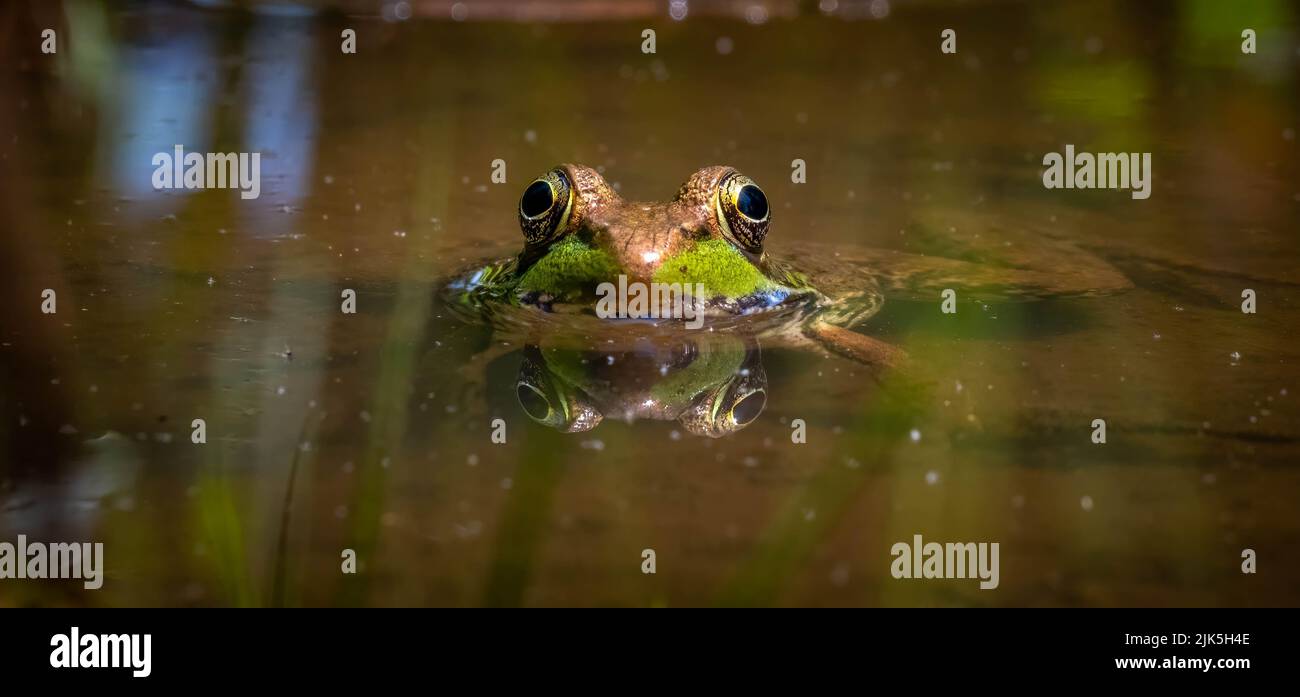 A Green Frog (Lithobates clamitans) peeks it head out of the water. Raleigh, North Carolina. Stock Photo