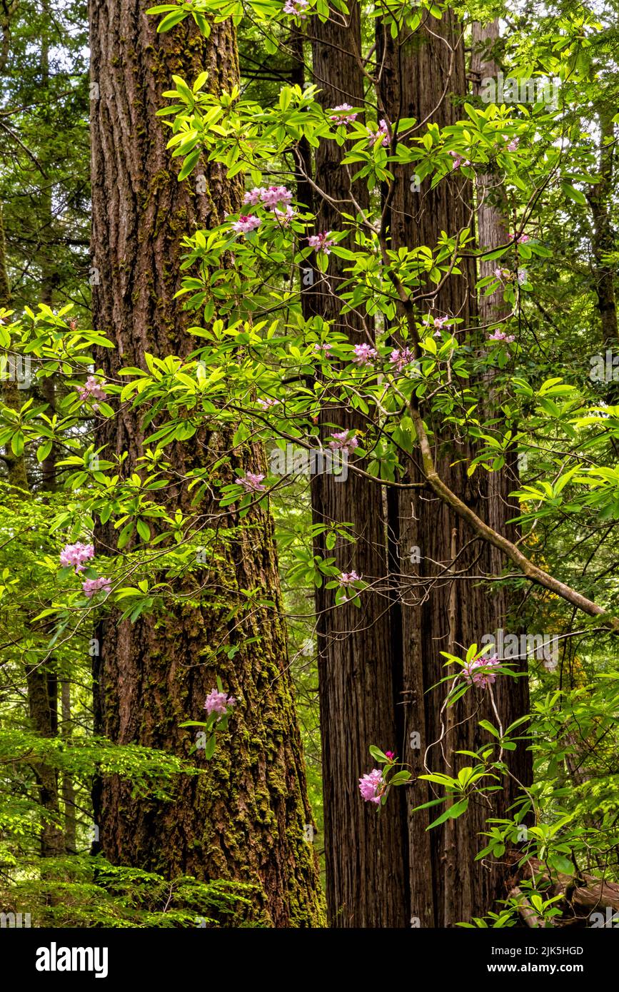 A rhododendron tree full of pink blossoms in a lush redwood forest along the Tall Trees Trail in Redwoods National Park, California. Stock Photo