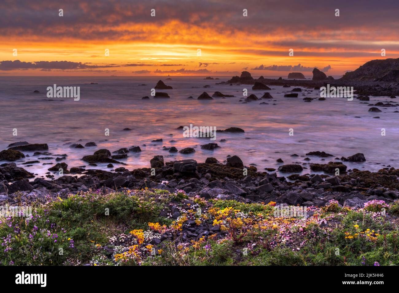 Colorful stonecrop flowers and sunset on the waters on the Pacific coast at St. Goerge Point, Crescent City, CA. Stock Photo