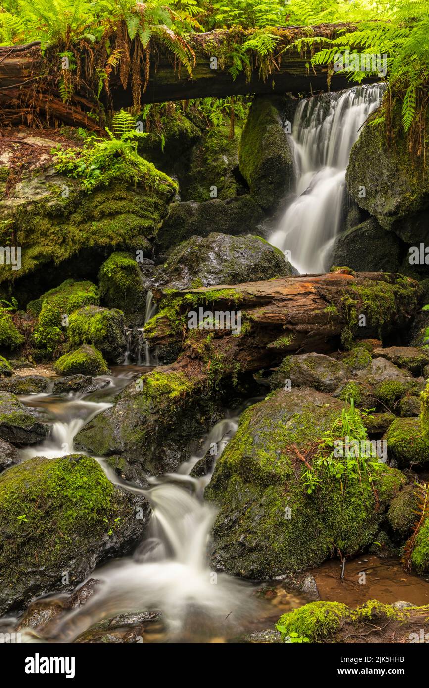 A creek winds its way down from the lush fern and tree canopy through moss covered rocks at Trillium Falls, Redwood National and State Parks, Californ Stock Photo