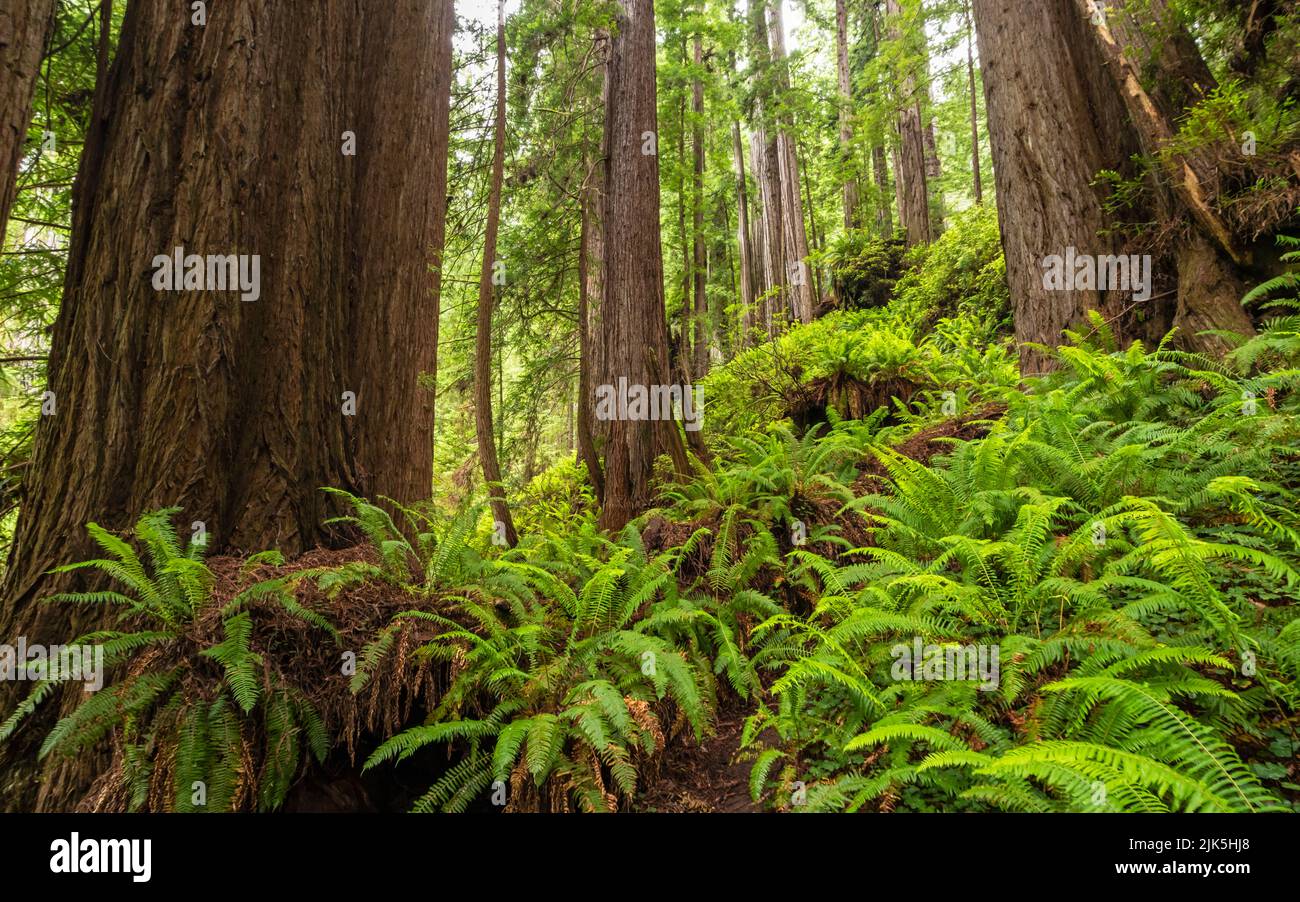 A hillside covered with sword ferns and giant redwood trees on the Trillium Falls Trail in the Elk Meadow day use area in Orick, California. Stock Photo
