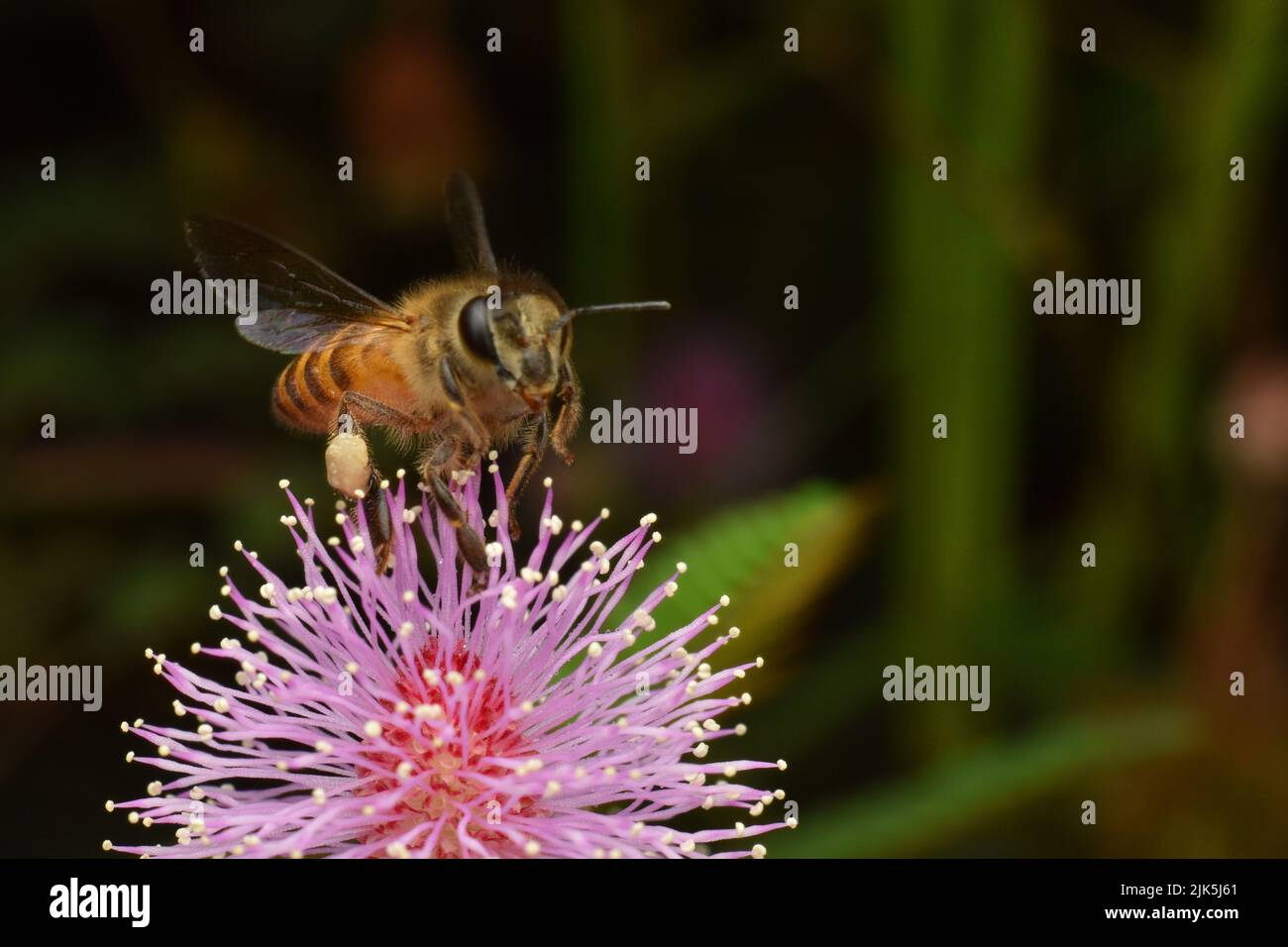 Close up photo of honeybee visiting shameplant flower head. Stock Photo