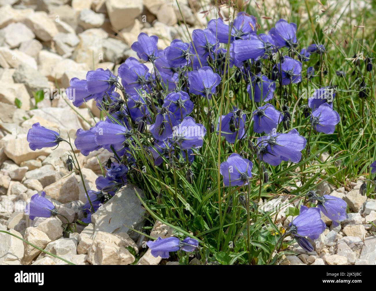 Blooming alpian bellflower or campanula morettiana. Flowering campanula di moretti or  moretti glockenblume in Dolomites. Italy. Stock Photo