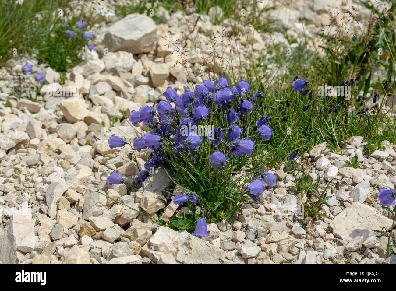 Blooming alpian bellflower or campanula morettiana. Flowering campanula di moretti or  moretti glockenblume in Dolomites. Italy. Stock Photo