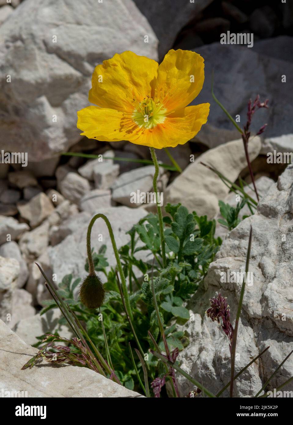 Blooming yellow alpine poppy (Papaver alpinum or rhaeticum). Flowering dwarf poppy in Dolomites. Italy. Stock Photo