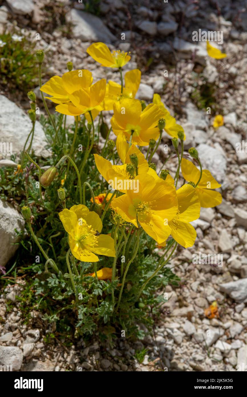 Blooming yellow alpine poppy (Papaver alpinum or rhaeticum). Flowering dwarf poppy in Dolomites. Italy. Stock Photo