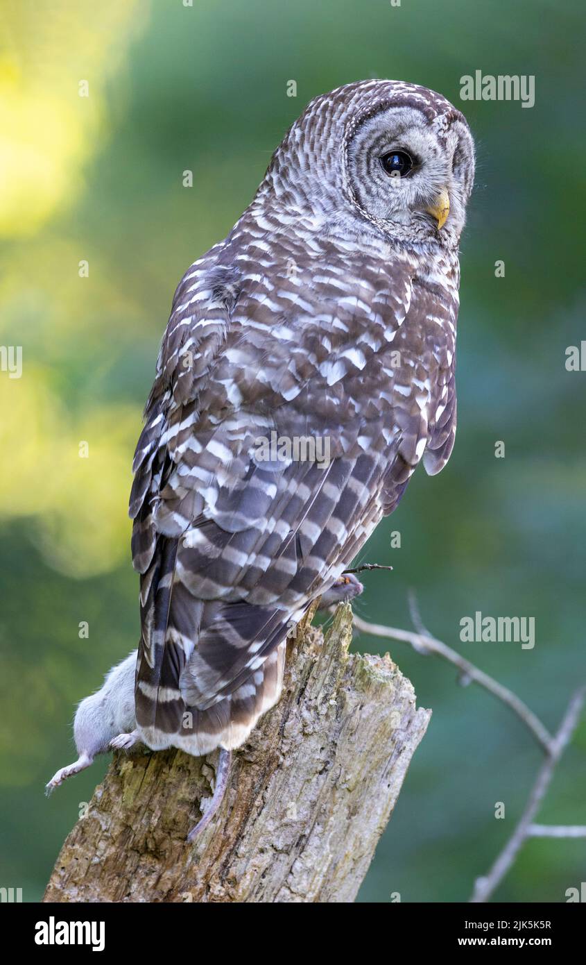 Barred Owl bird with rat at Port Coquitlam BC Canada, July 2022 Stock Photo