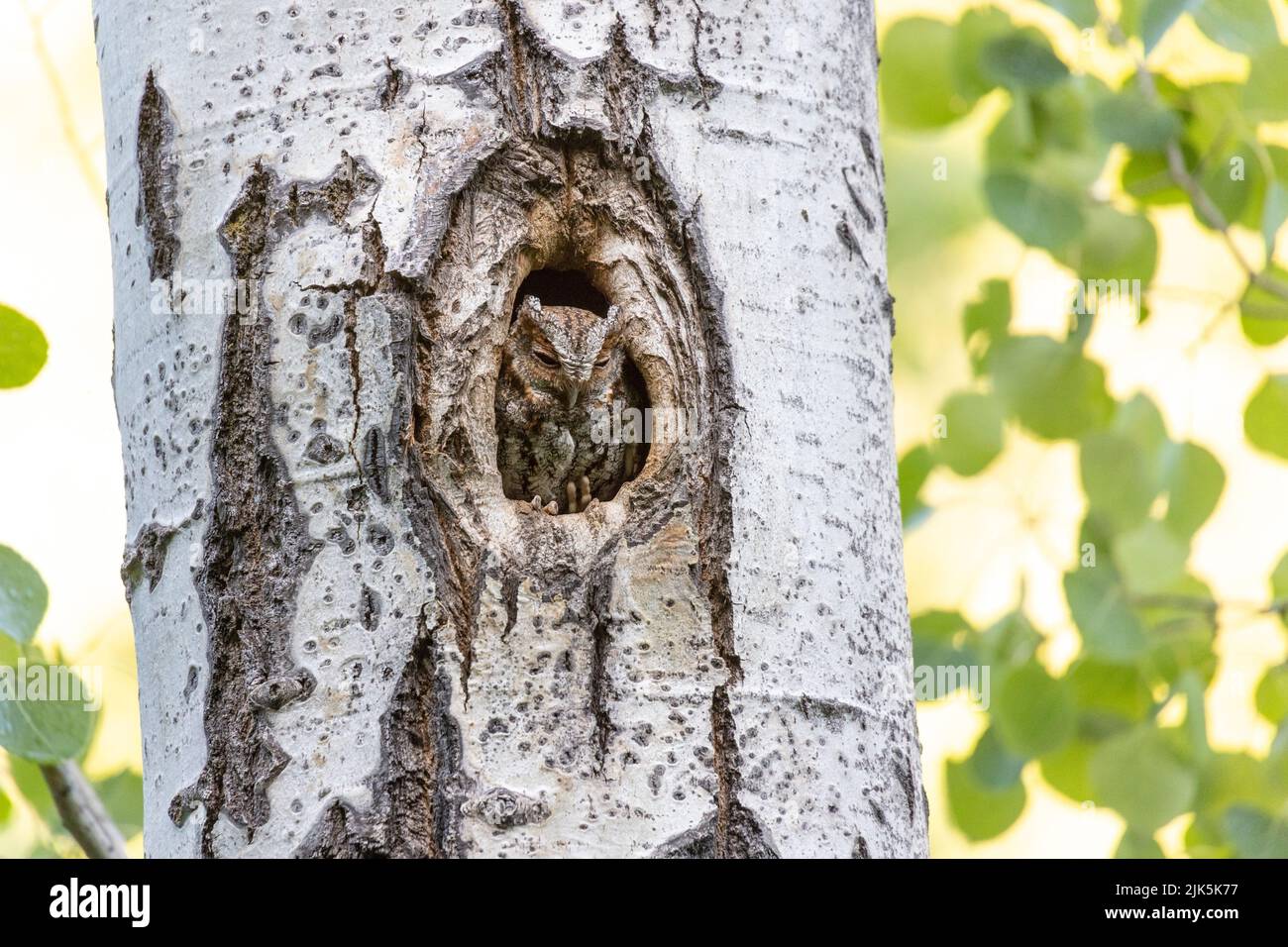 Flammulated Owl in nest at Kelowna BC Canada, June 2022 Stock Photo
