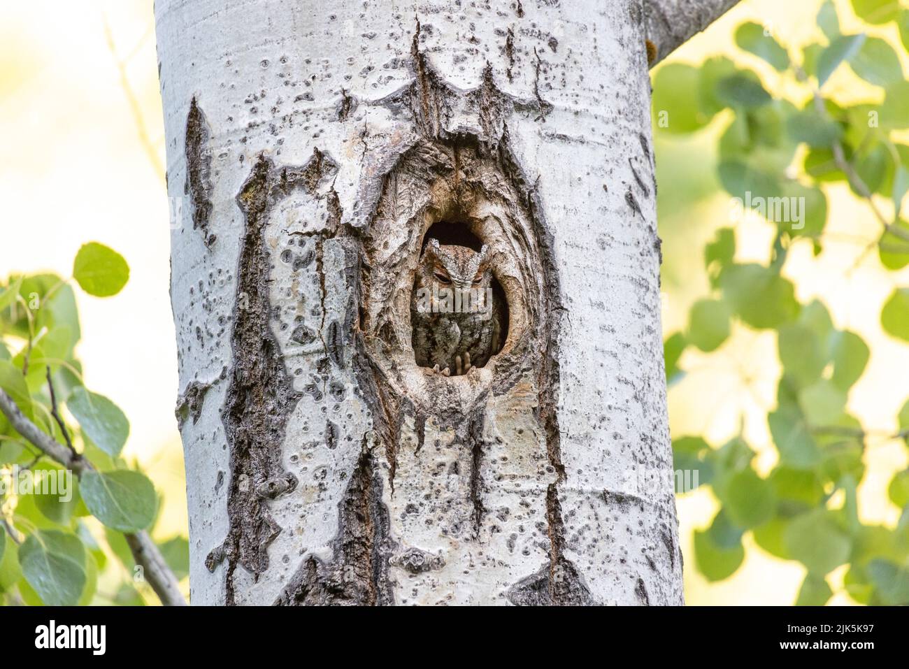 Flammulated Owl in nest at Kelowna BC Canada, June 2022 Stock Photo