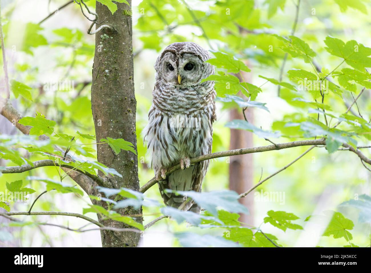 Barred Owl bird at Port Coquitlam BC Canada, July 2022 Stock Photo
